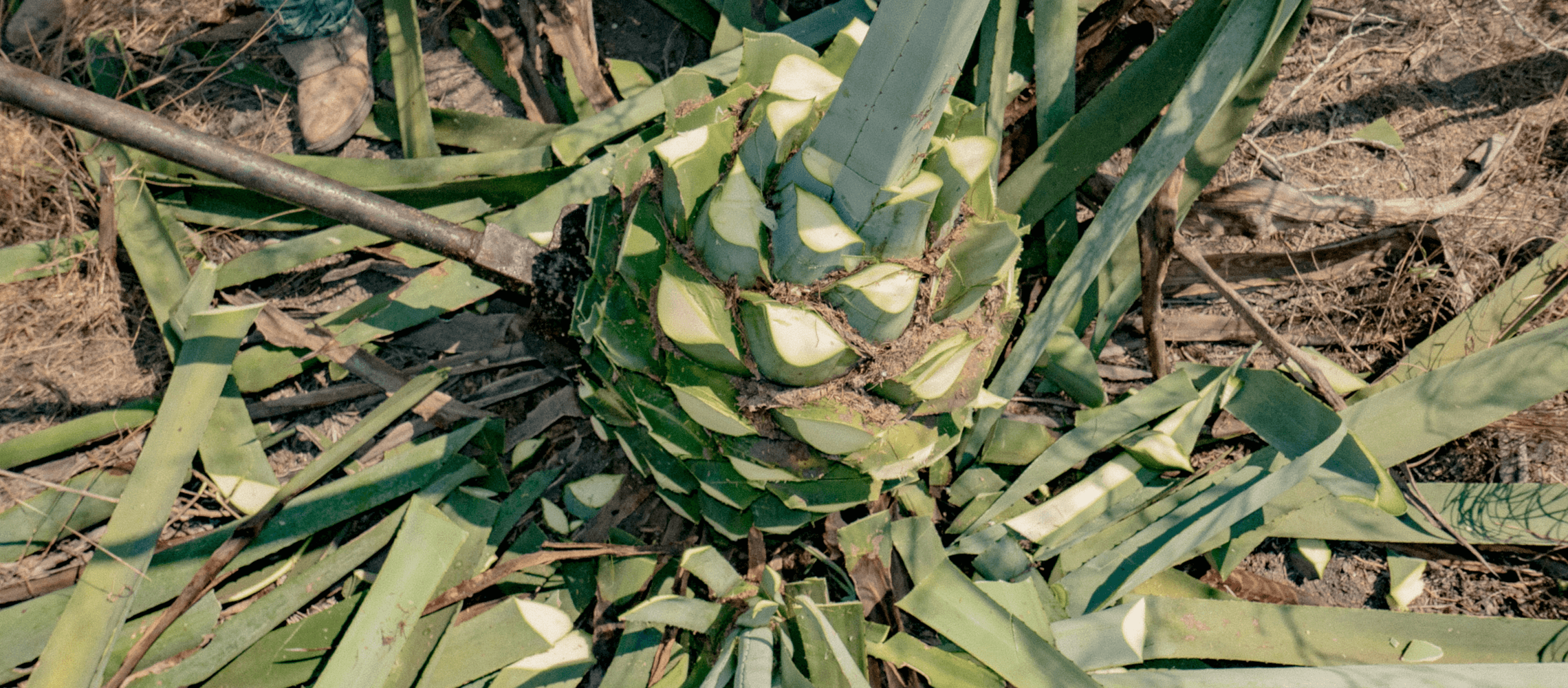 Mezcal_plant