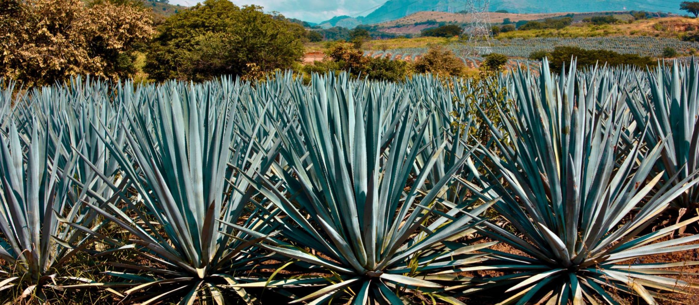 Photo for: Navigating the Rise of Agave Spirits